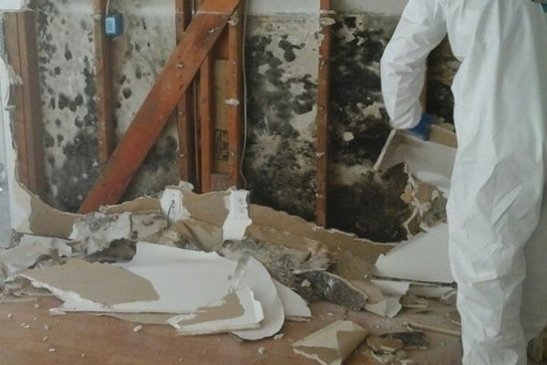Professional Mold Remediation