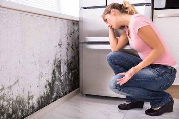 mold removal services, mold remediation services